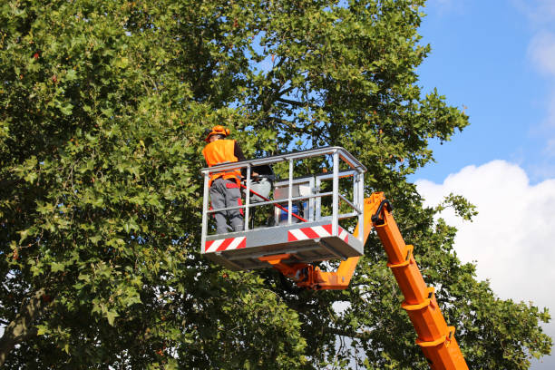 Professional Tree Service in Stanley, WI